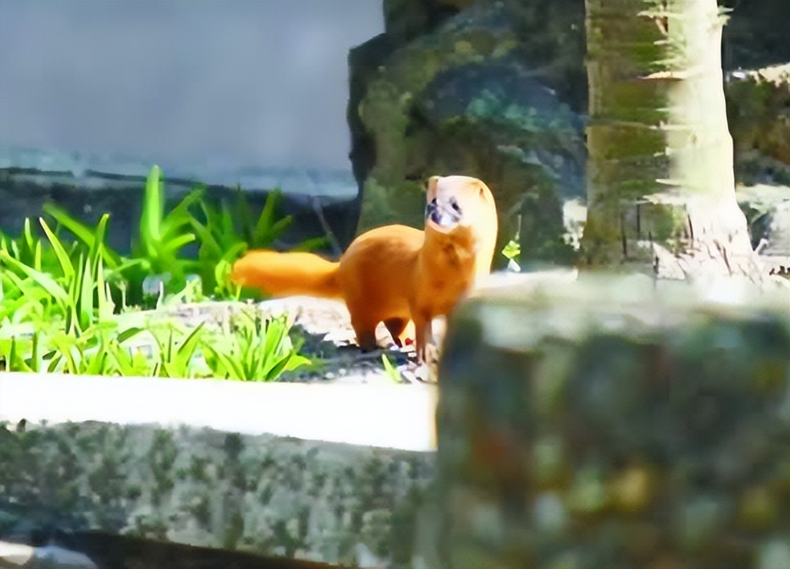 湖北一钓友常被黄鼠狼“打劫”,钓鱼佬被抢劫