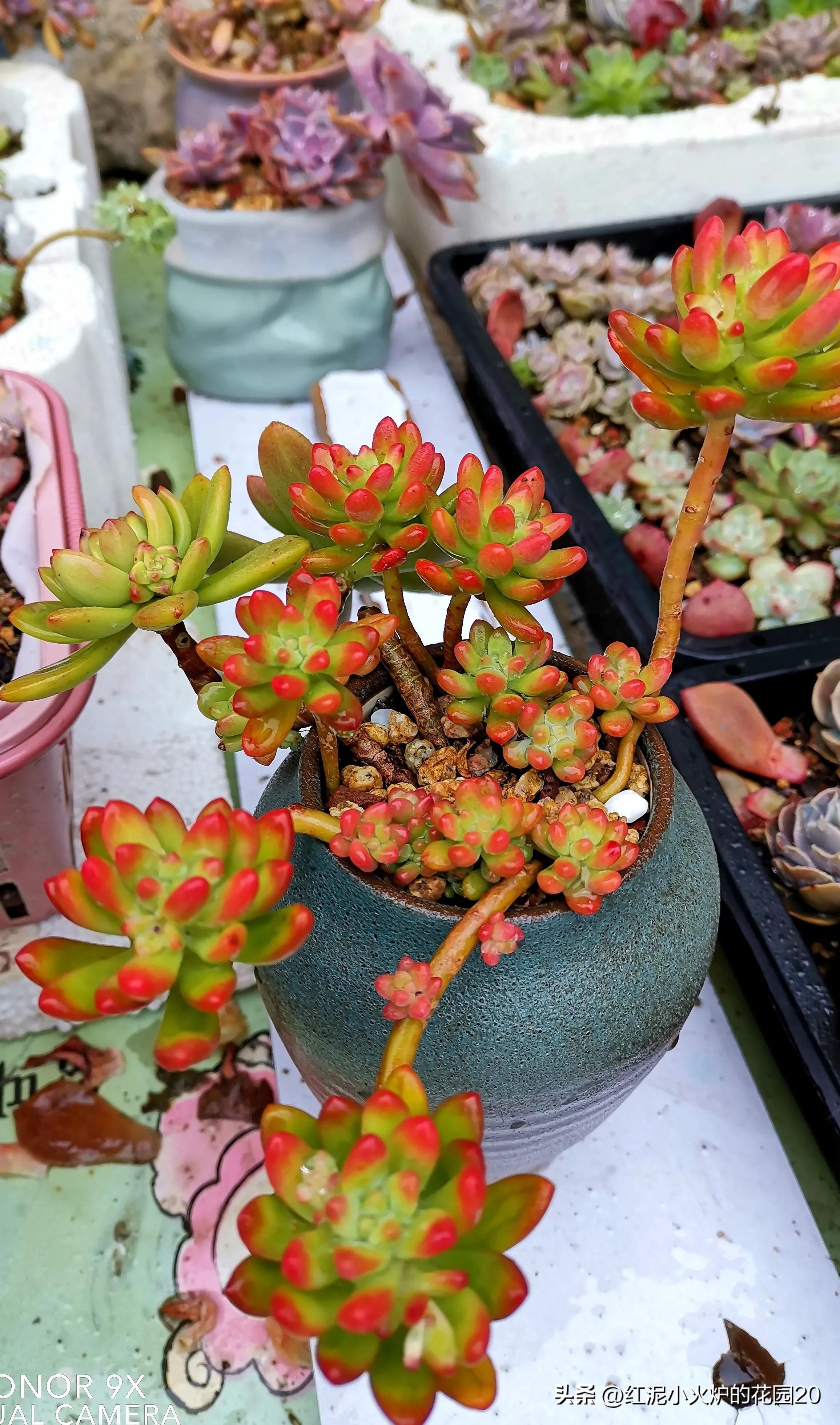 那些年我踩过的雷,那些年我踩过的坑原视频