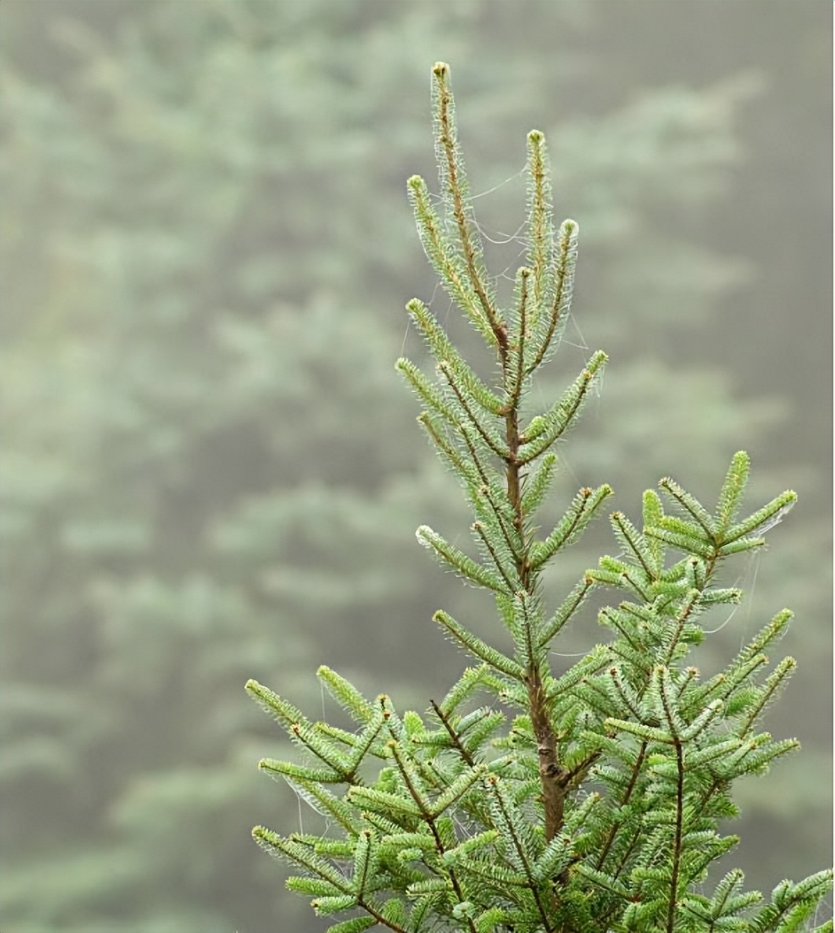 美国的摇钱树，收集到这种昂贵的树脂，就能轻松月入百万