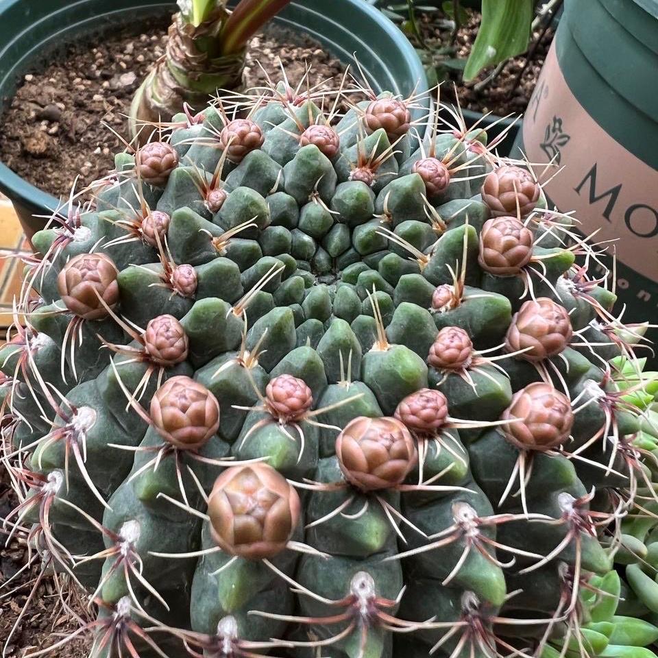 仙人球品种精品,仙人球名贵绿植