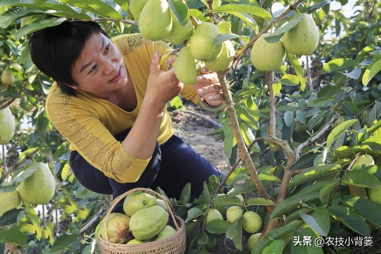 花生重茬烂根死苗怎样解决,怎样防治豆角重茬死苗及烂根