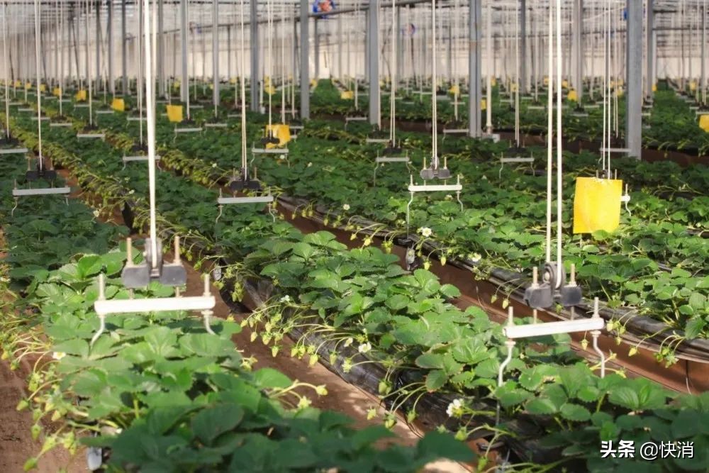 汇源果汁导致退市的技术因素,汇源果汁退市背后的经济学