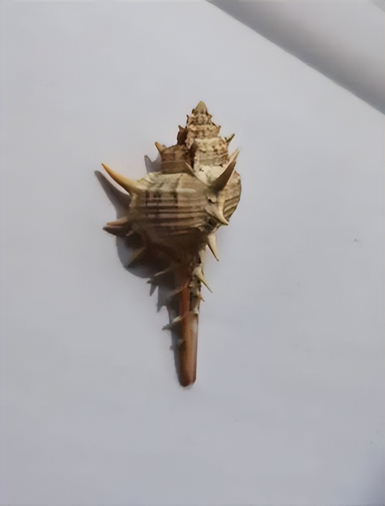 海南海鲜贝类有哪些,海南海鲜贝类