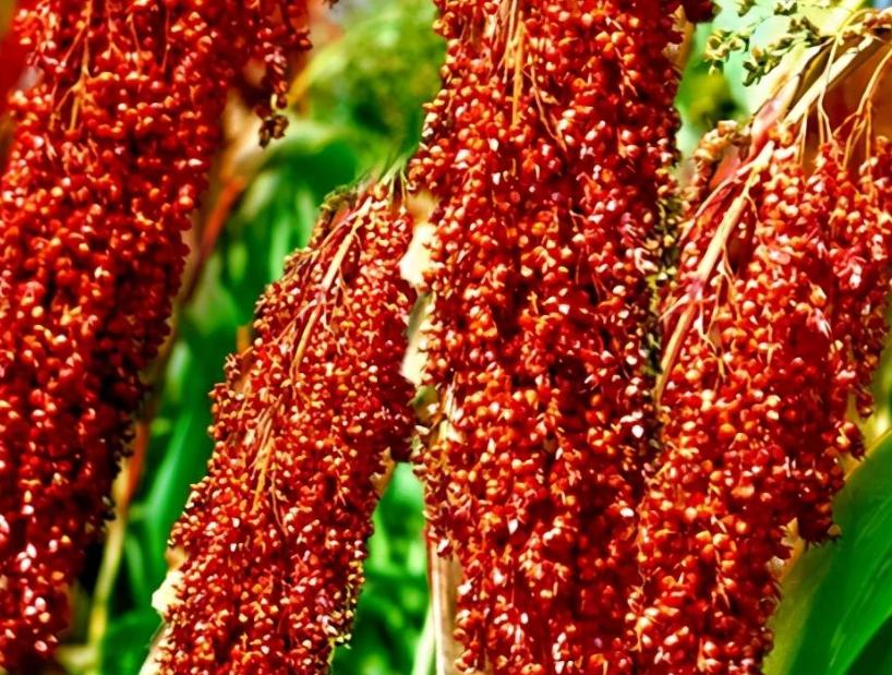 网上买酒上瘾,网上白酒哪里靠谱