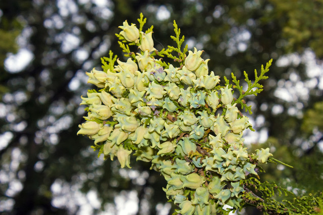 猫咪视力的特点,猫咪的视力多久变得正常