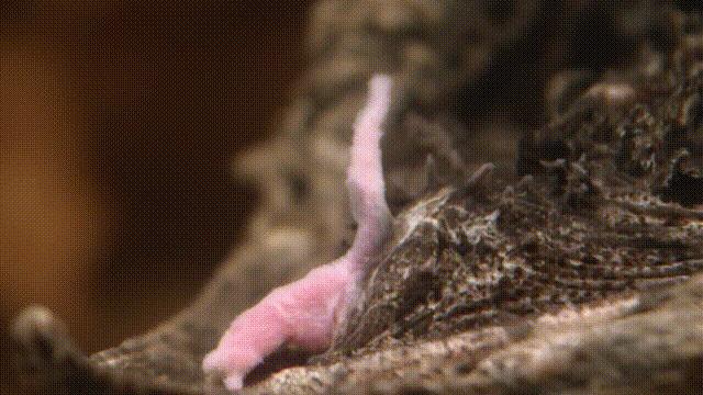 龟蛇大战,龟蛇大战故事