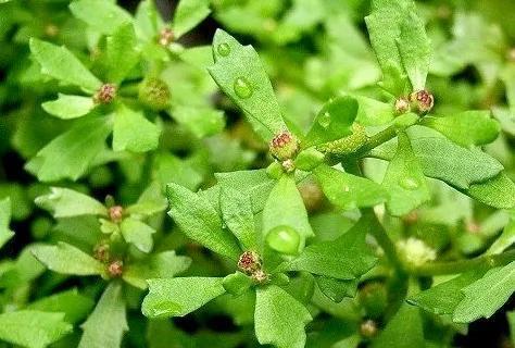 治鼻炎熏鼻子的中药配方,顽固性鼻炎中药配方