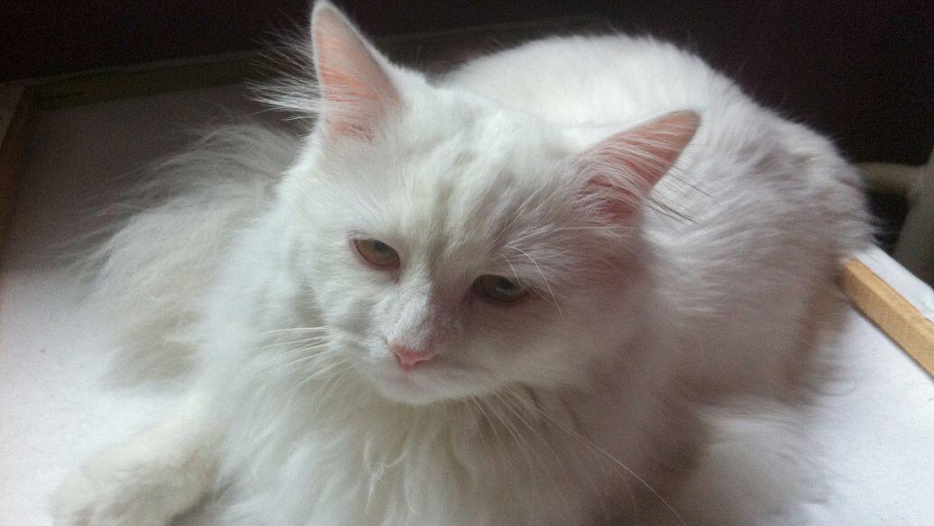 猫咪呕吐的原因和解决方法,猫咪呕吐到医院检查什么