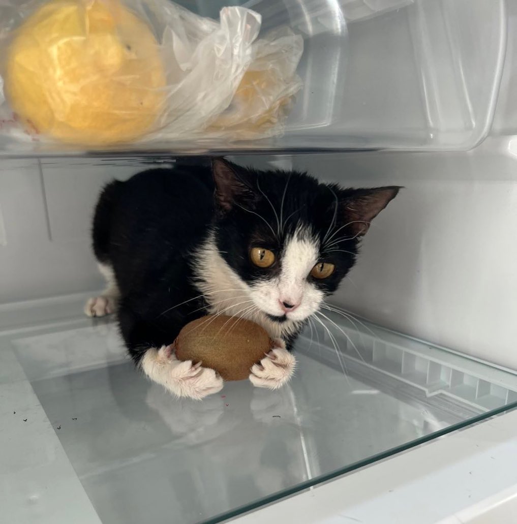 盘点那些奇怪的小猫咪搞笑的日常,盘点那些奇怪的小猫咪