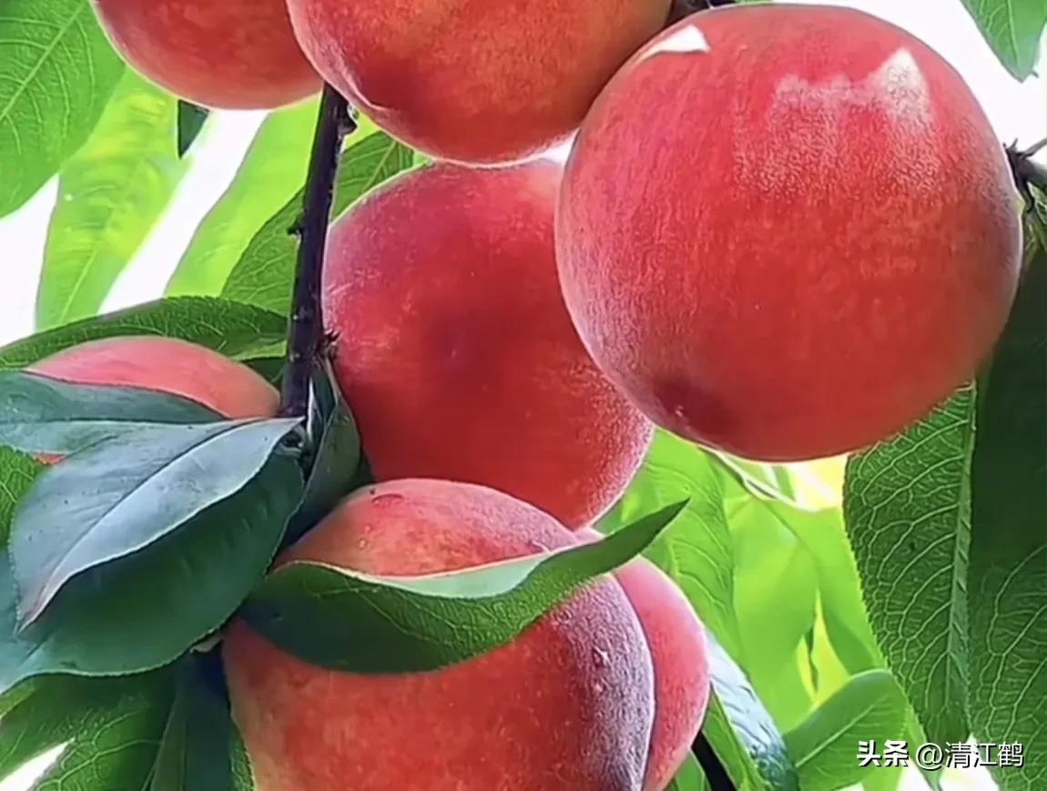 冬桃裂果是什么原因,冬桃烂心咋回事