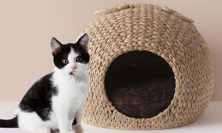 5种“香水猫”，身上自带体香，一只比一只香，多养几只香满屋