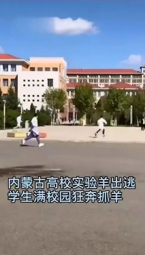 被黑天鹅打了,被黑天鹅攻击了