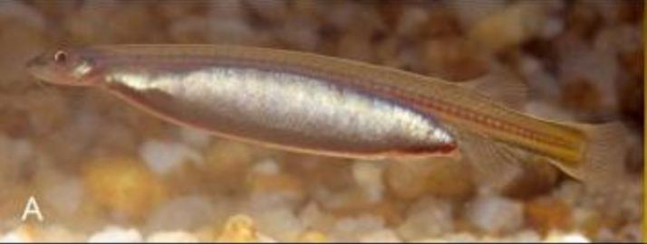 亚马逊河里有哪些特有鱼种,亚马逊河里都有什么鱼