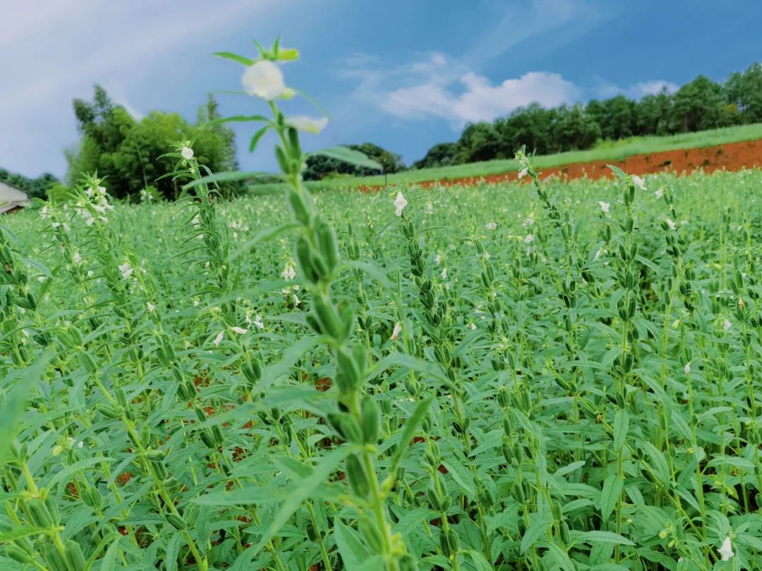 长康芝麻油有什么特征,长康芝麻油介绍