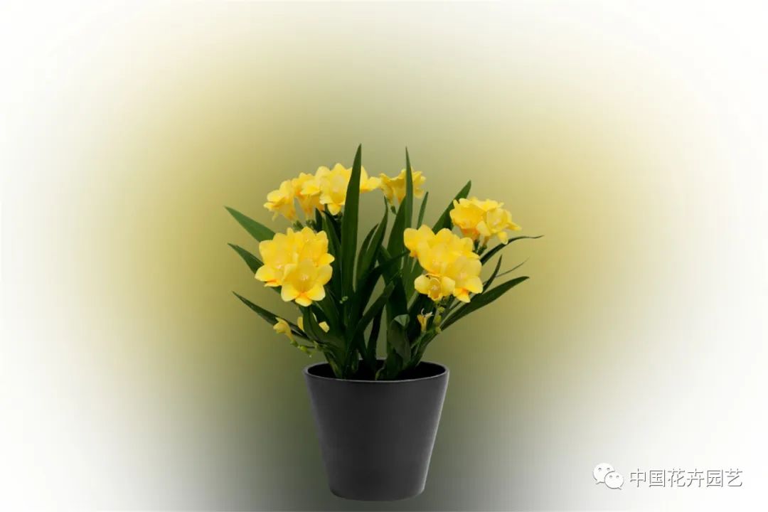 鑺卞崏鍝佺灞曠ず,鏂颁紭鑺卞崏鍝佺灞曠ず