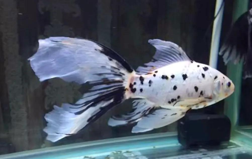 所有草金鱼的名字和图片,国粹金鱼和草金鱼哪个好养