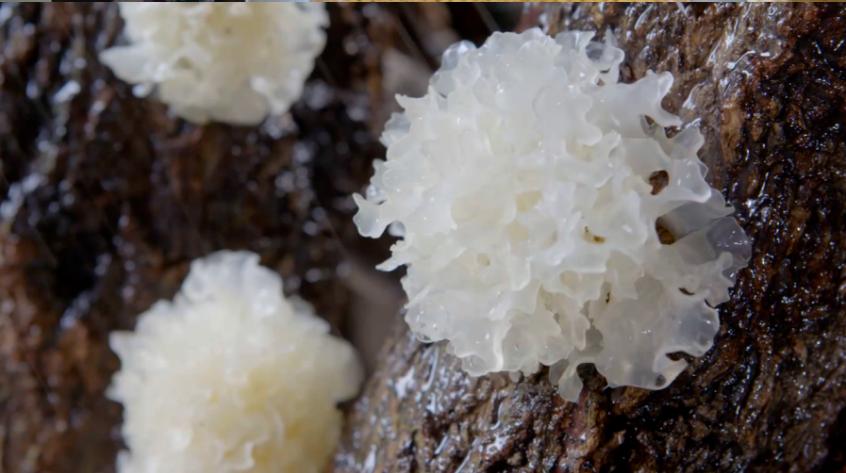 中国百强农产品四川,四川省农业品牌目录