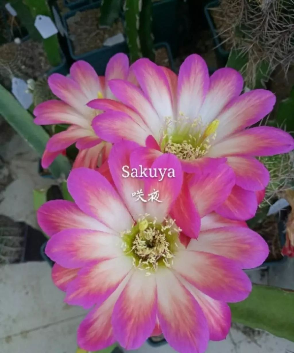 200种·仙人球开花图鉴，大开眼界，美到爆