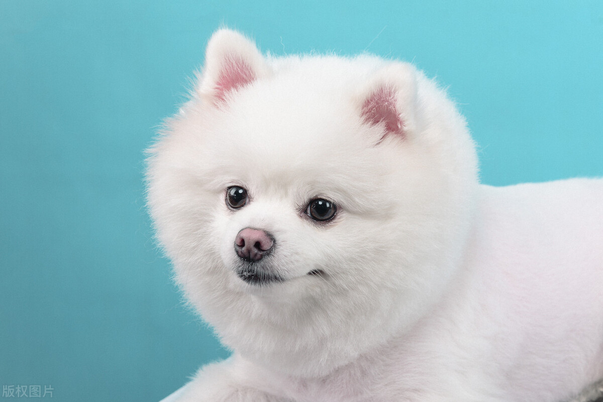 狗狗走了主人伤心的时刻,狗狗走了怎么走出伤心