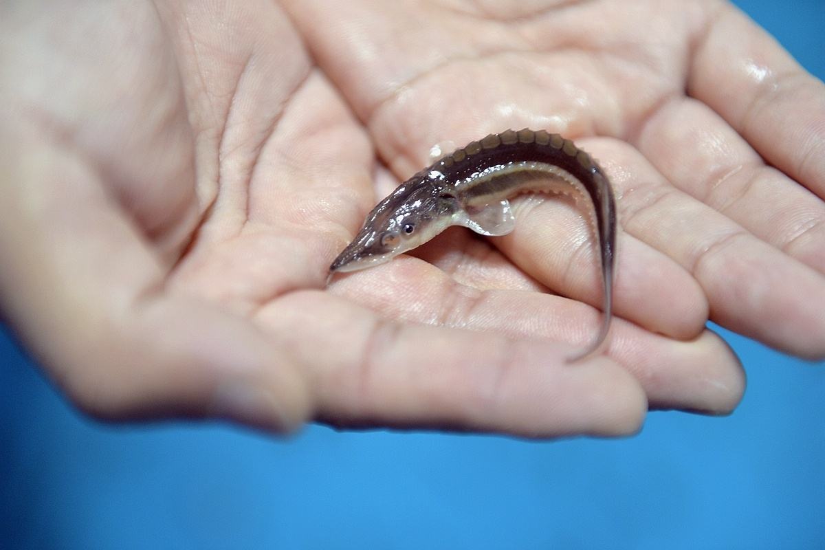 江豚回归禁渔带来长江种群新变化,长江十年禁渔江豚会恢复种群吗