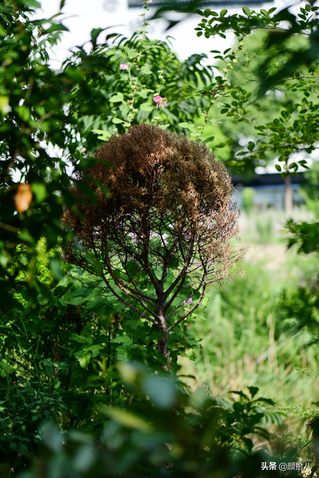 看到你的花园那么惨，我就安心了|园丁