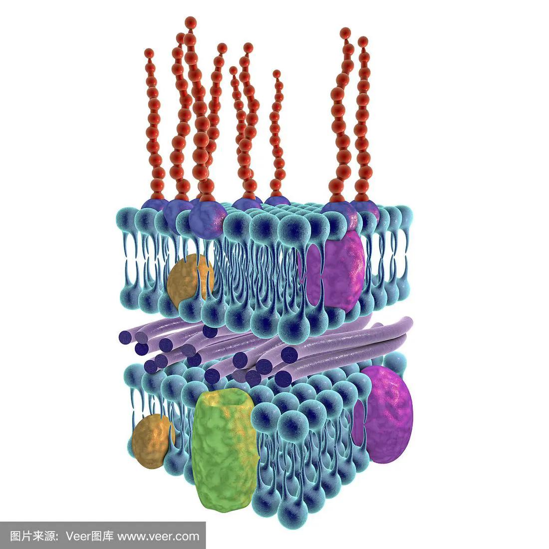 怎么区分革兰阳性菌和革兰阴性菌,革兰阴性和革兰阳性的染色区别