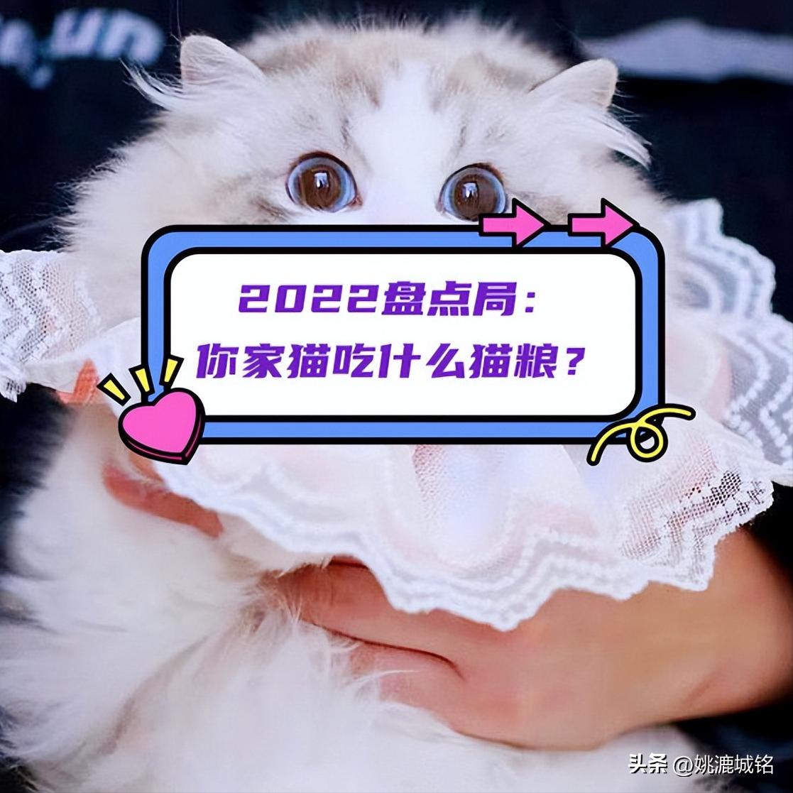 各大品牌猫粮最好单品,2022猫粮排名
