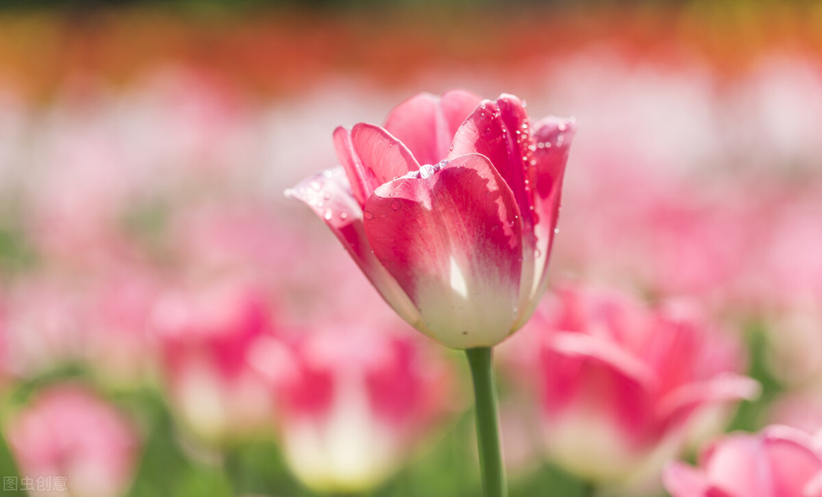 如何向女生表白送什么礼物,如何向女生表白诗