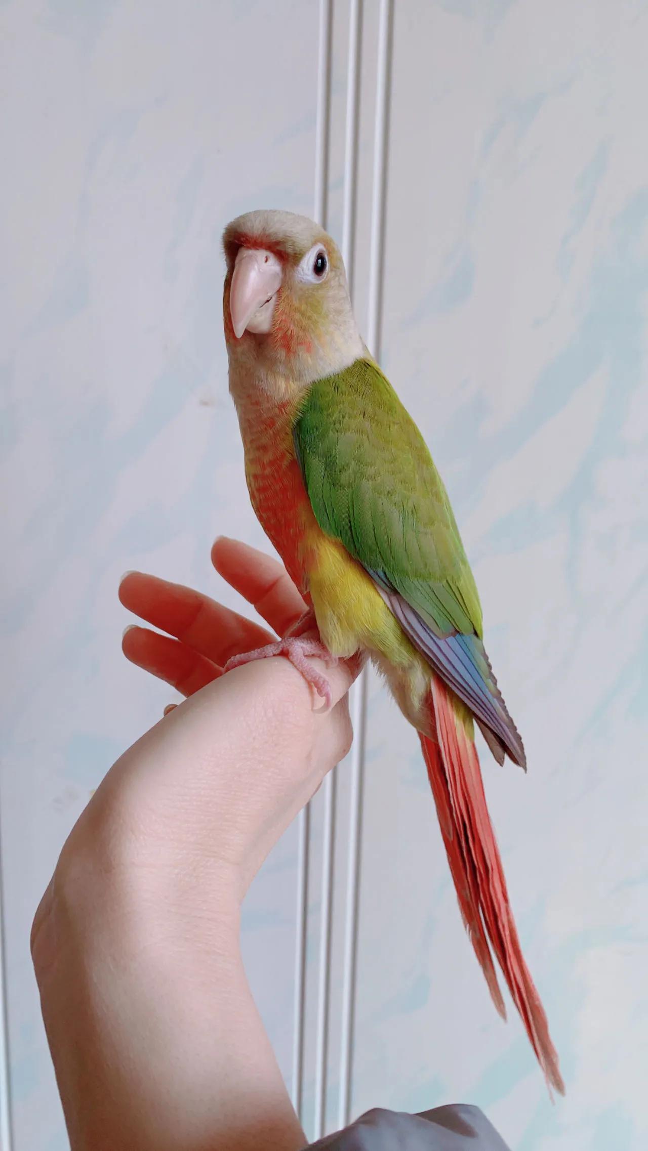 鹦鹉太粘人是什么感觉,怎么养鹦鹉很粘人