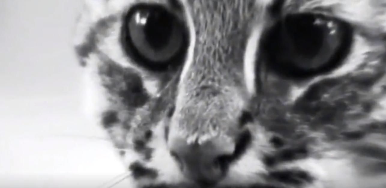 20年广东老太捡到一只“野猫”,越养越不对劲,专家看后立即报案