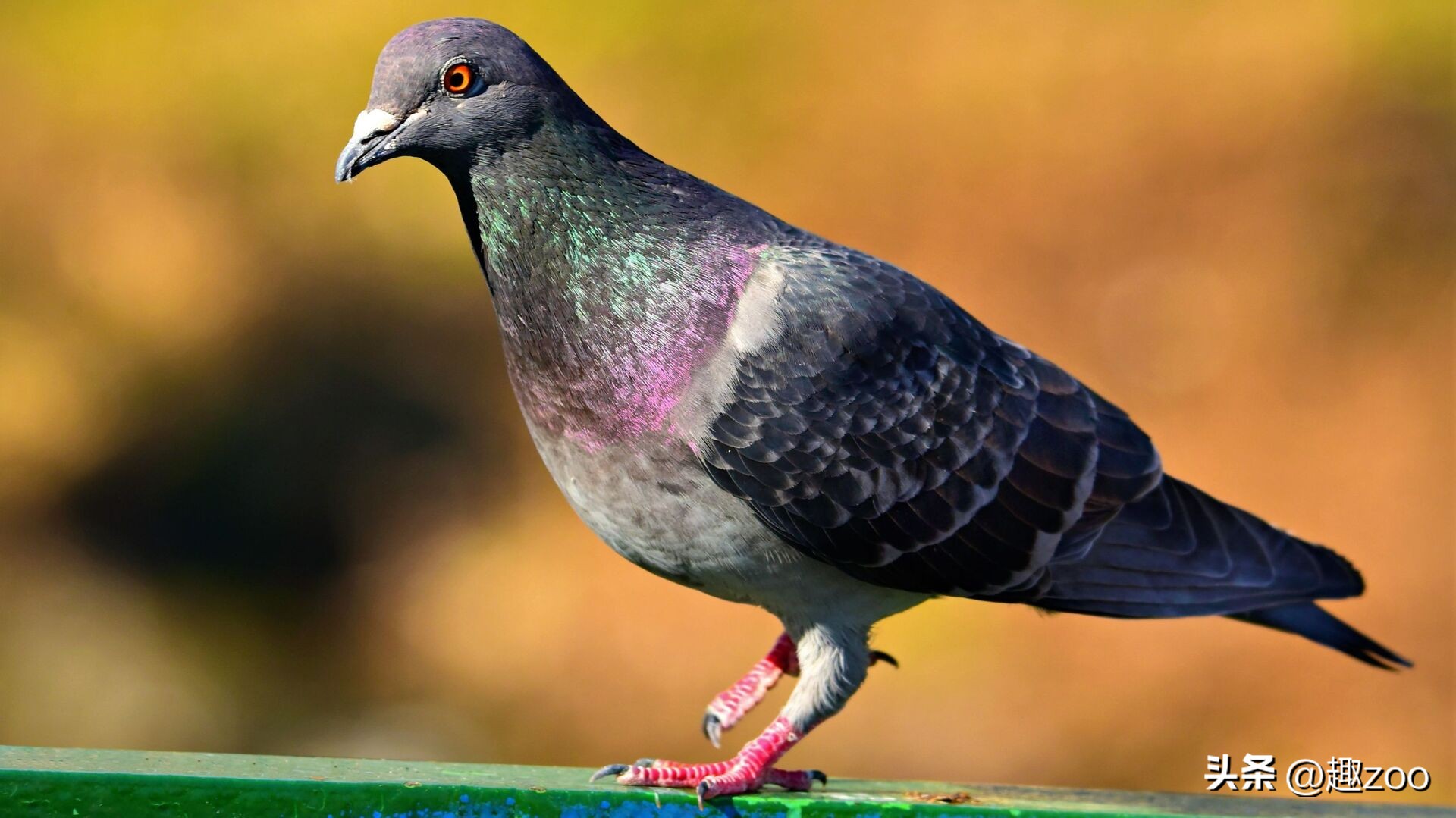 家庭宠物哪个好养活,养殖哪些宠物好养活