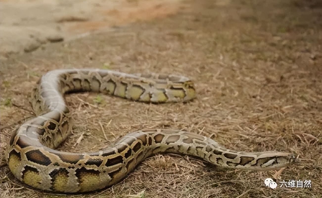 抓捕过最长的蟒蛇,最长蟒蛇视频真实