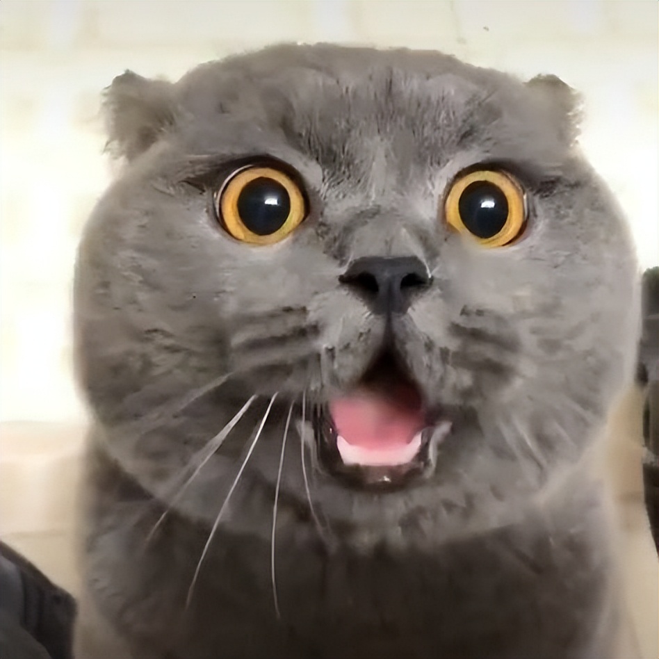 英国短毛猫各种品种大全,英国短毛猫品种介绍大全