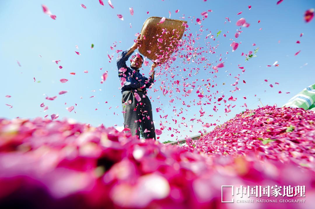 玫瑰和月季的所有种类,比较经典的玫瑰花型月季