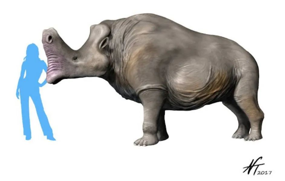 兔子没有实力就被人瞧不起,兔子从来没被战胜过