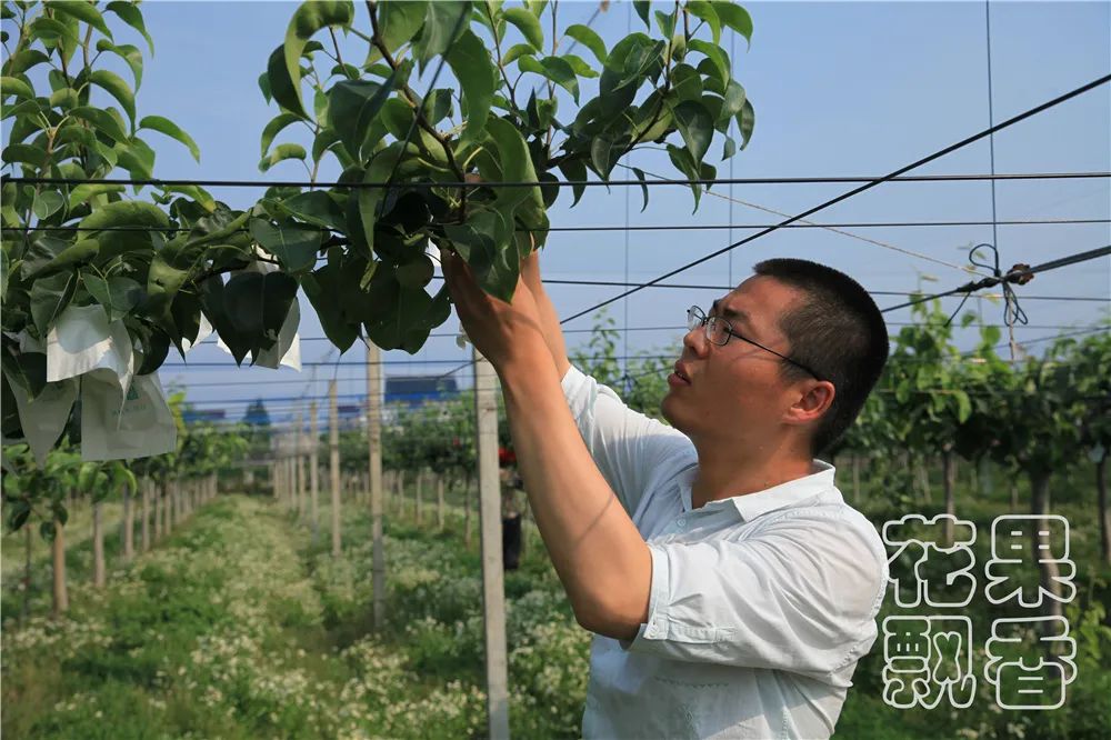 北方百果园种植种类,百果园水果品种介绍