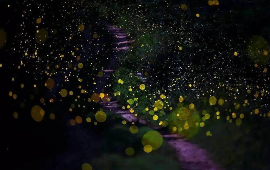 萤火虫夏夜唯美诗句,最美的夜景古诗词