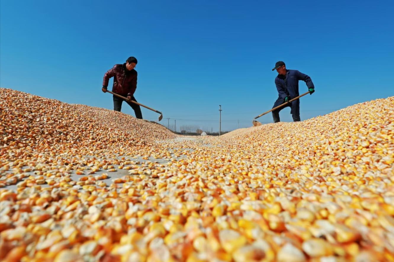 玉米价格稳中趋弱才是市场主流,目前玉米价格弱势整理分析