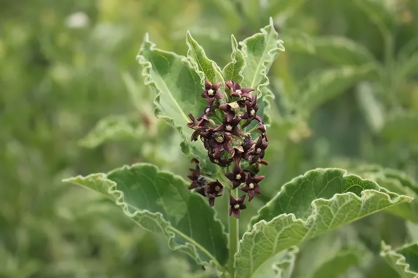 150种常见药用植物大全,150余种常见药用植物花期组图