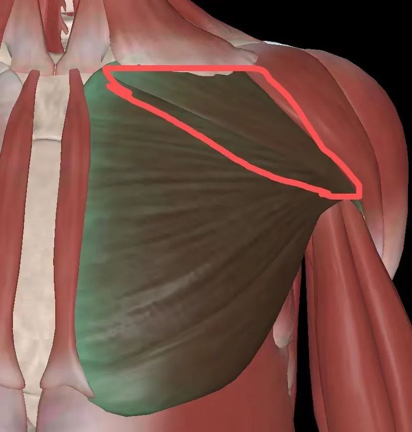 上胸不饱满是胸型还是训练的原因,男生如何从瘦胸变成胸肌饱满