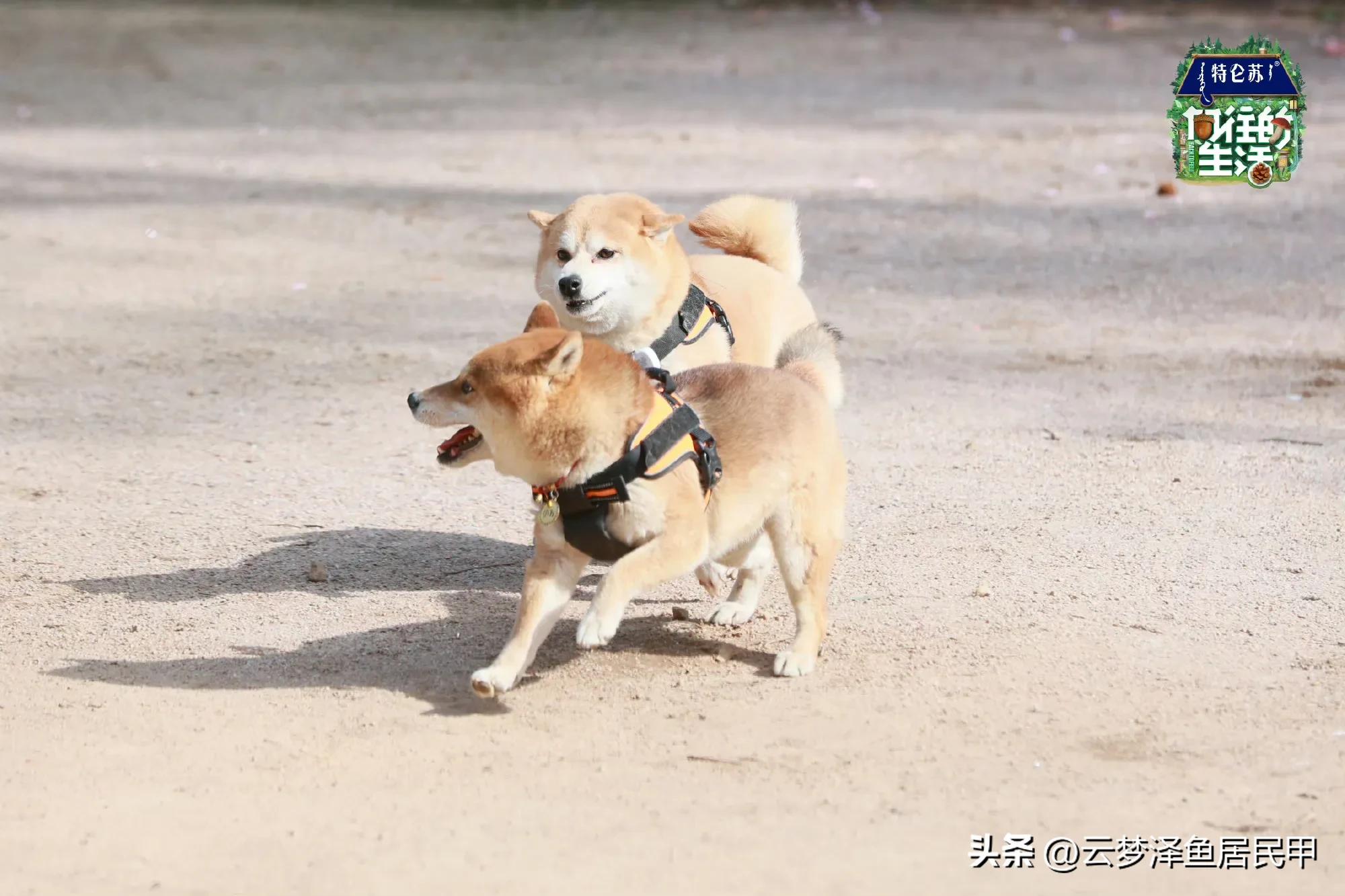 向往的生活不拍第8季了吗,向往的生活狗子们去哪了
