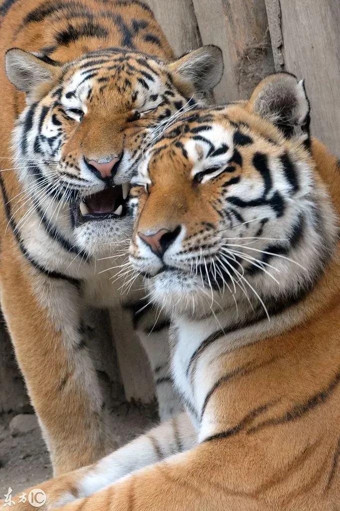 戏说老虎图文杂汇