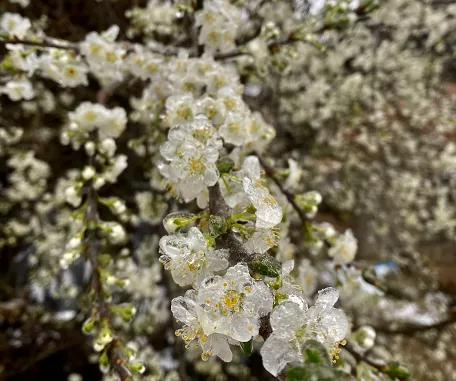 云南开远市下雪吗,开远多少年没下雪了