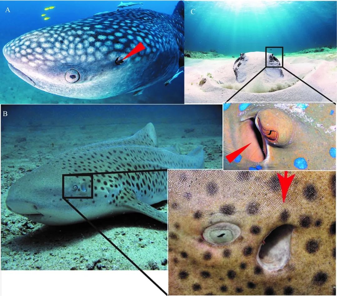 长达200年的解谜过程：鱼类曾经用我们的耳朵来呼吸