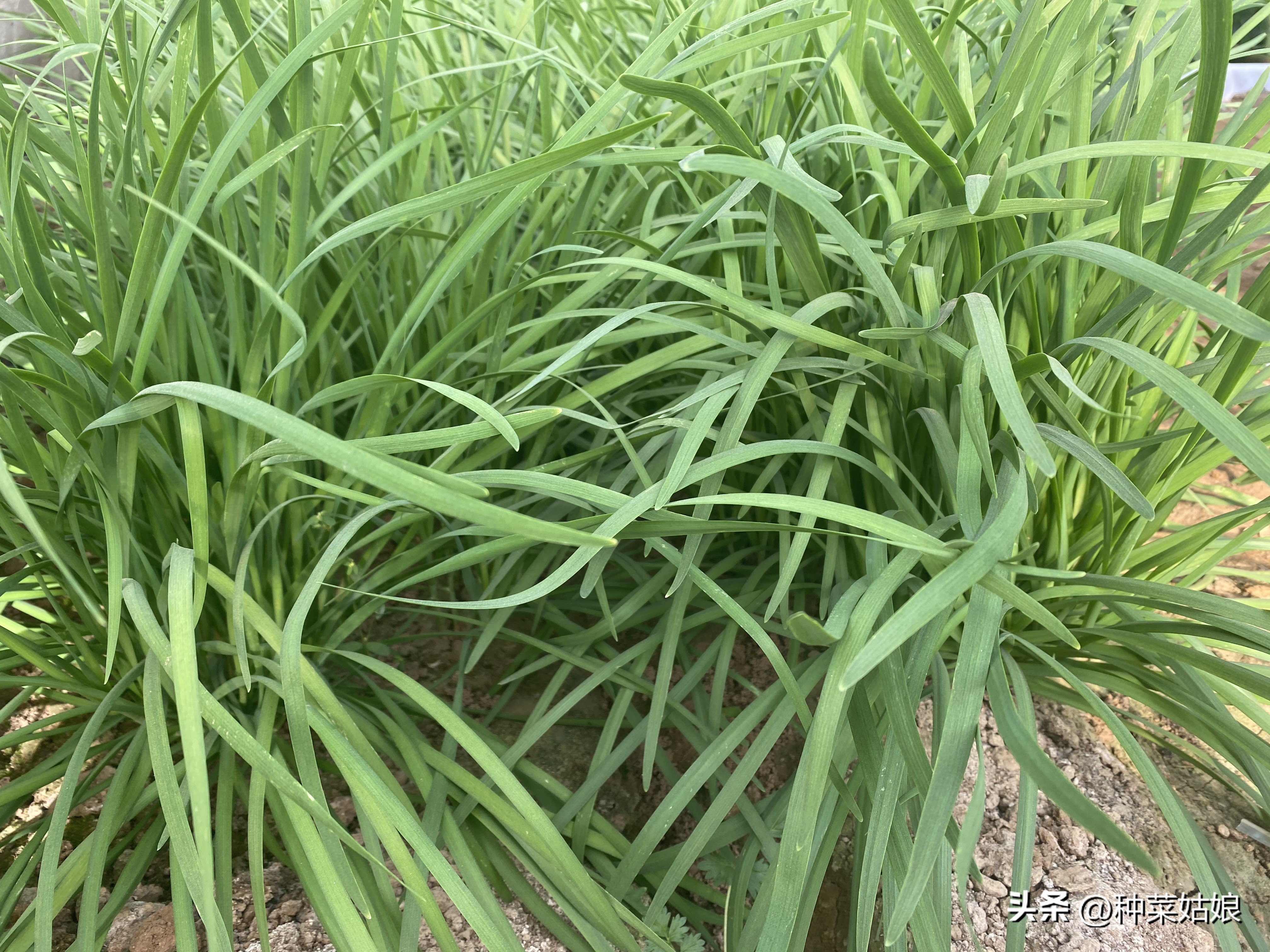 怎样种小葱韭菜,种小葱的地适合种韭菜吗