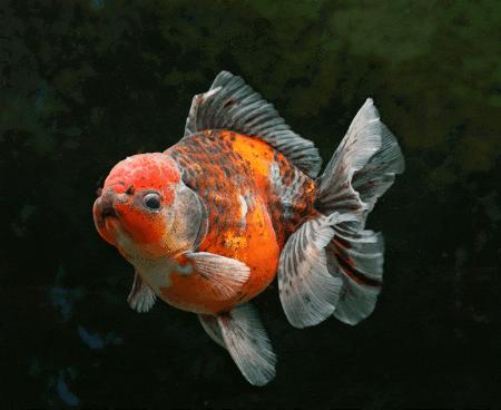 元旦闽侯周边一日游,闽侯周末游