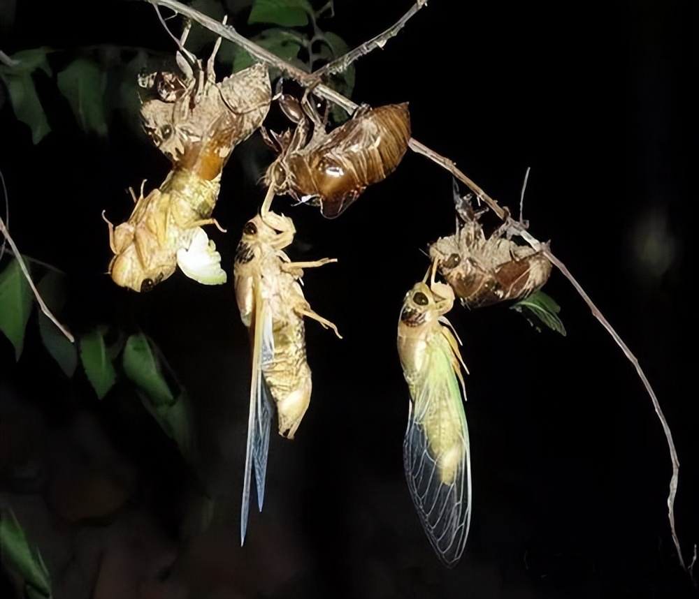 吃知了猴好还是吃补药好,体虚能吃知了猴吗