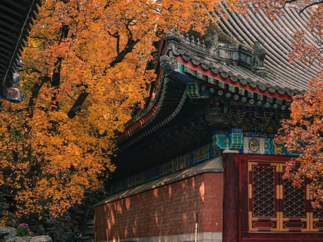 一入秋北京就变成了北平原文,一入秋北京就成了北平是谁说的