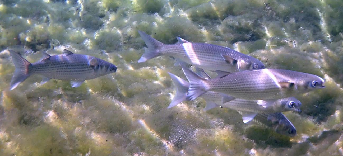 广东男子花10万,广东男子花4500元