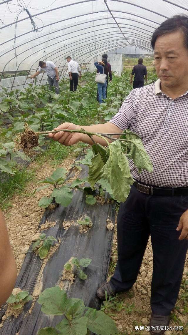 土传病害最好的防治解决方法,土传病害用什么药治